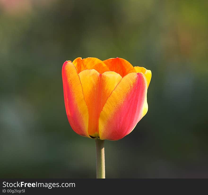 A photo of garden tulip (icon tulip). Very naturally sharp. A photo of garden tulip (icon tulip). Very naturally sharp