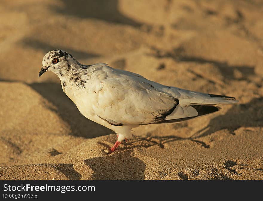 A photo of a pigeon late afternoon before sunset. A photo of a pigeon late afternoon before sunset