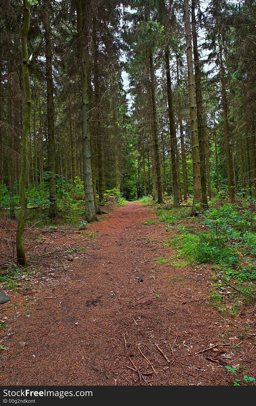 Forest trail