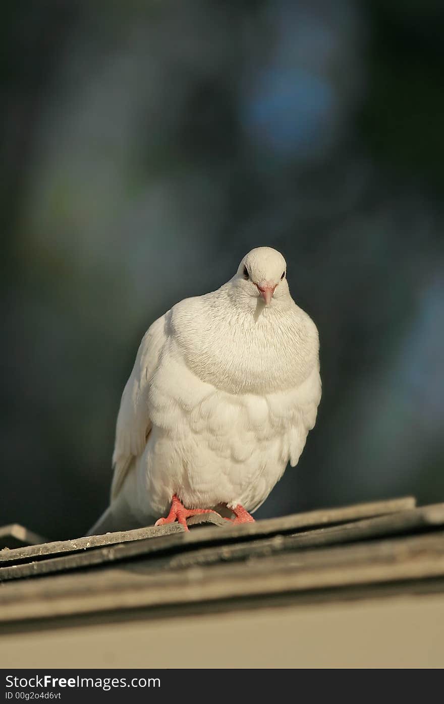 A photo of a pigeon late afternoon before sunset. A photo of a pigeon late afternoon before sunset