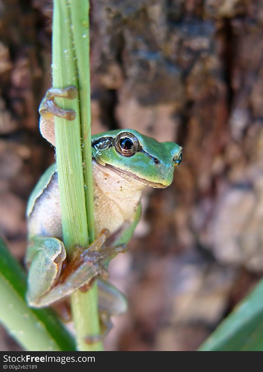 Tree Frog