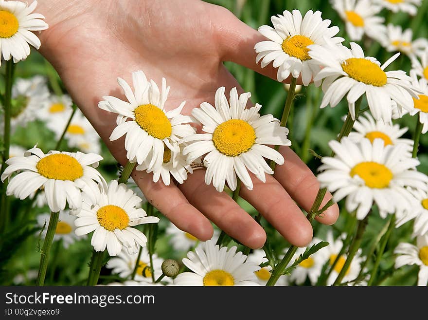 The female hand hold a white camomiles. The female hand hold a white camomiles