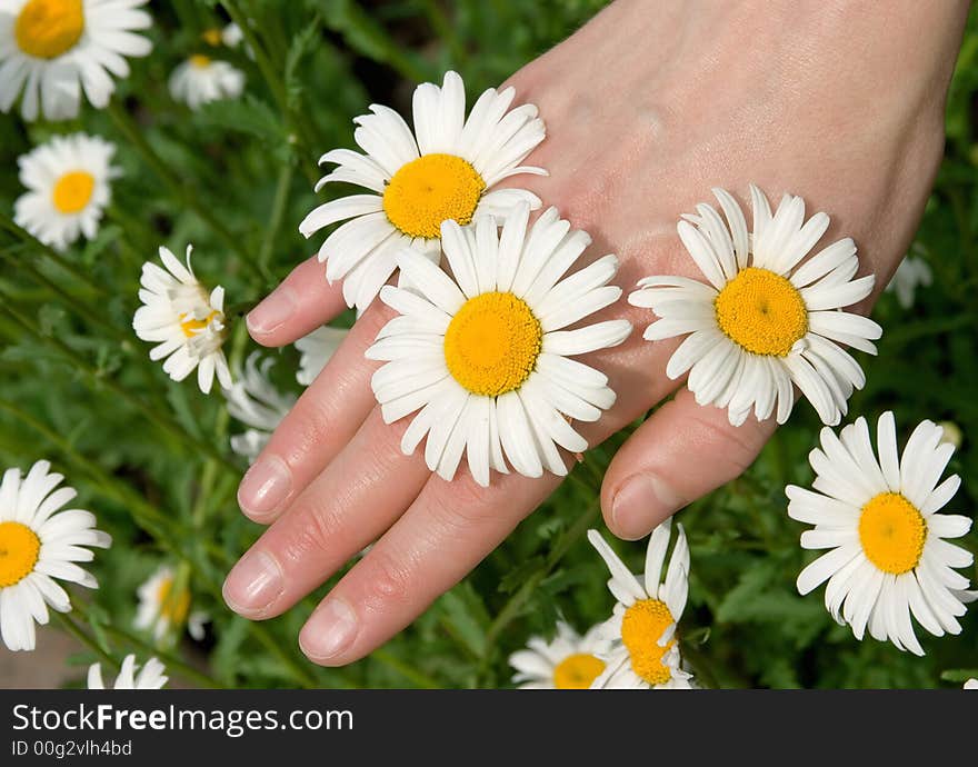 The female hand hold a white camomiles. The female hand hold a white camomiles