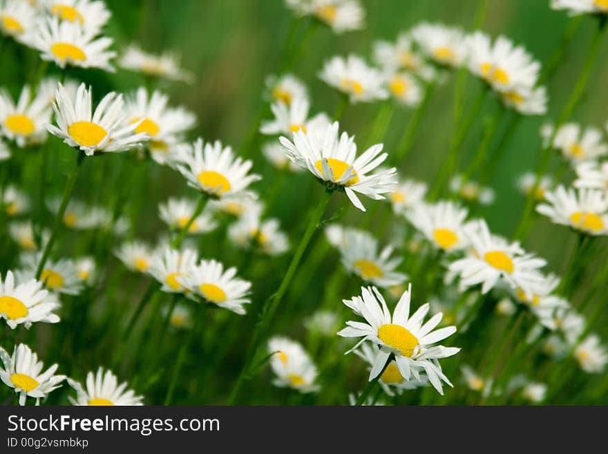 Blooming wild chamomile  flowers in the field. Blooming wild chamomile  flowers in the field