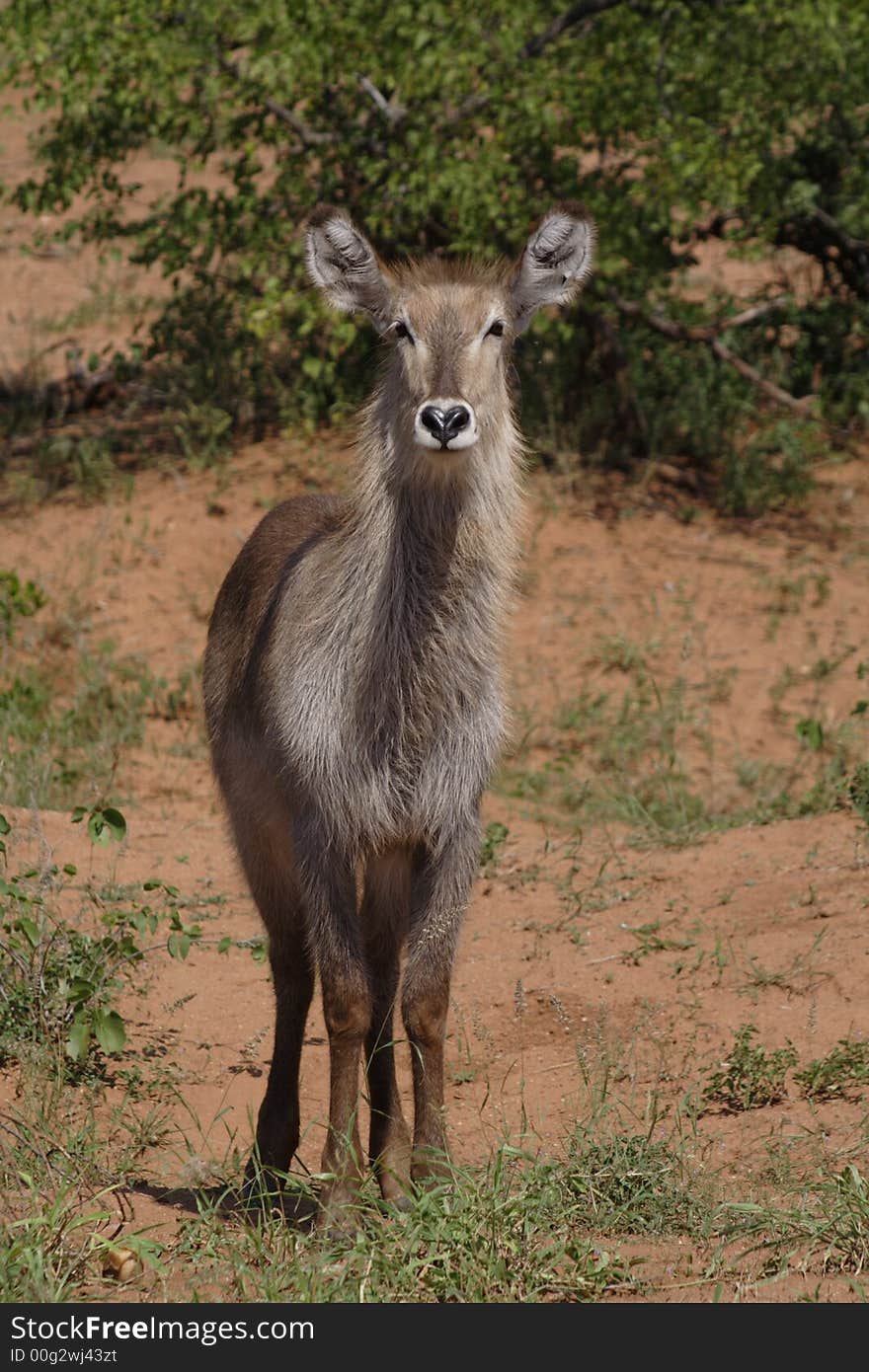 Waterbuck Female