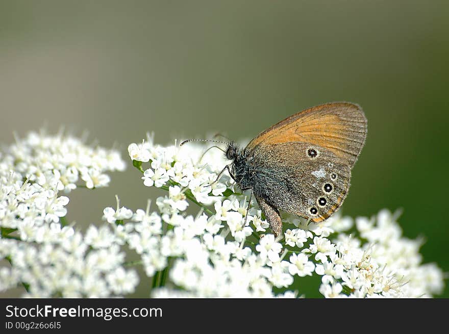 White flowers and wild butterfly