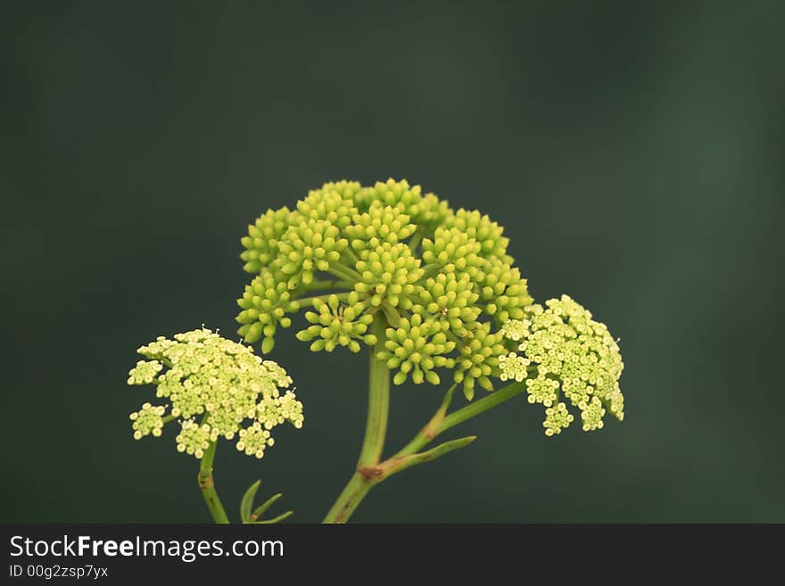 Green flower