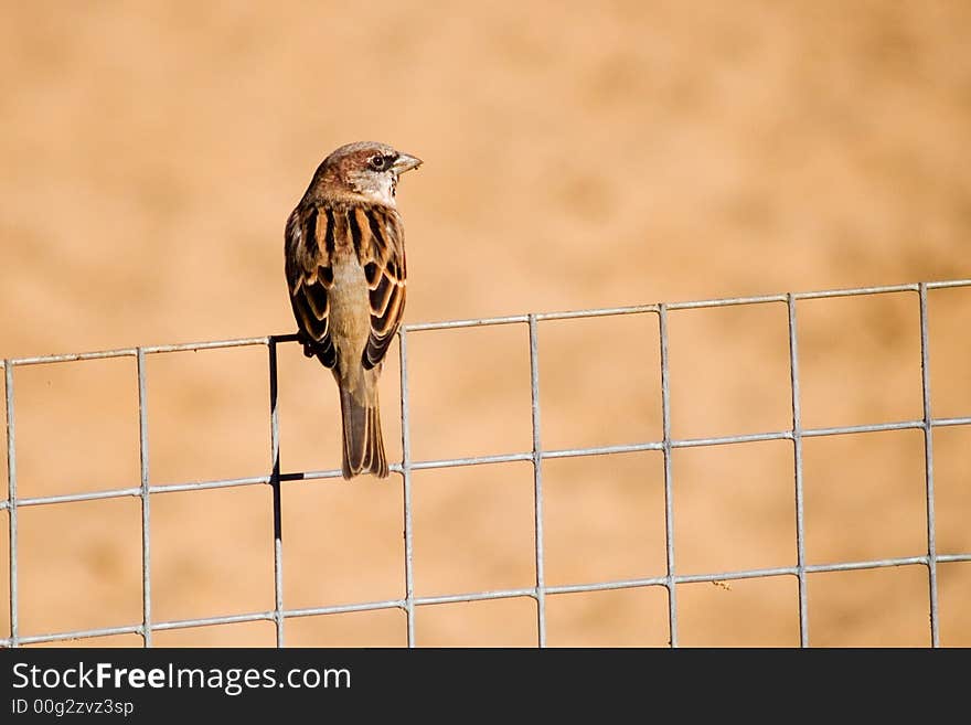 Sparrow On The Fence