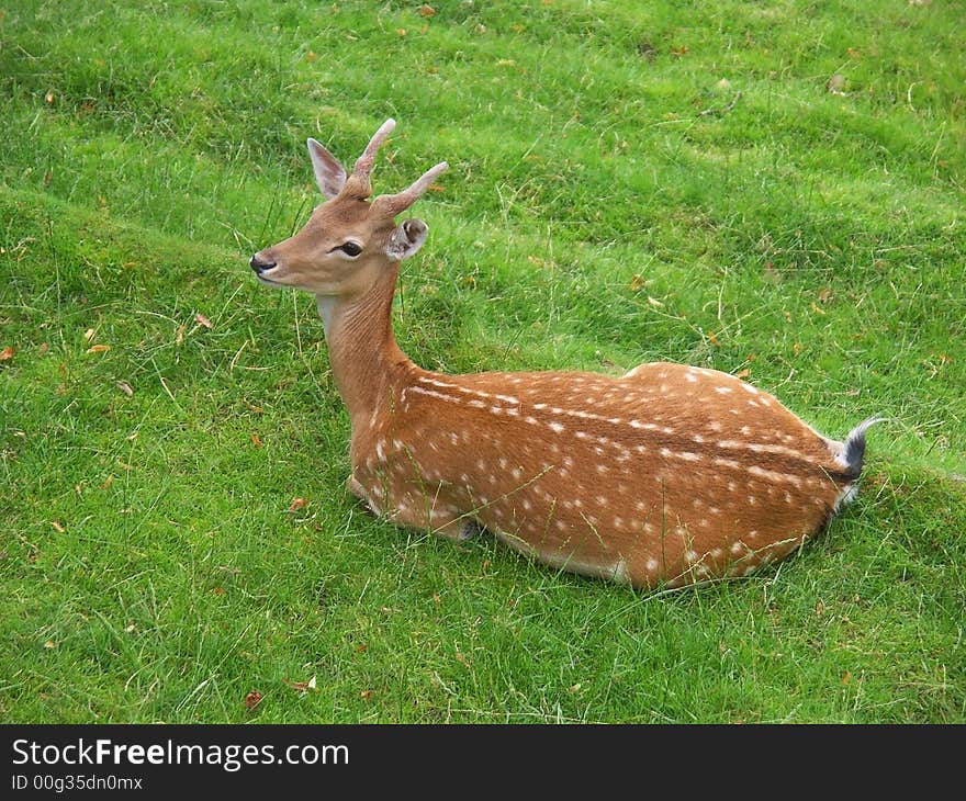 Deer resting on a grass and chewing his cud