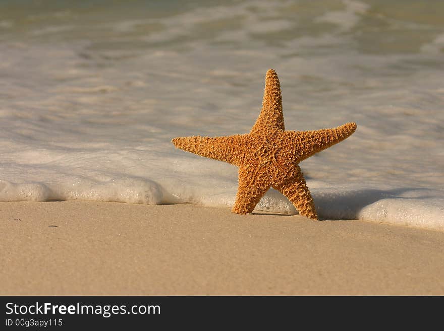 Starfish on the Beach