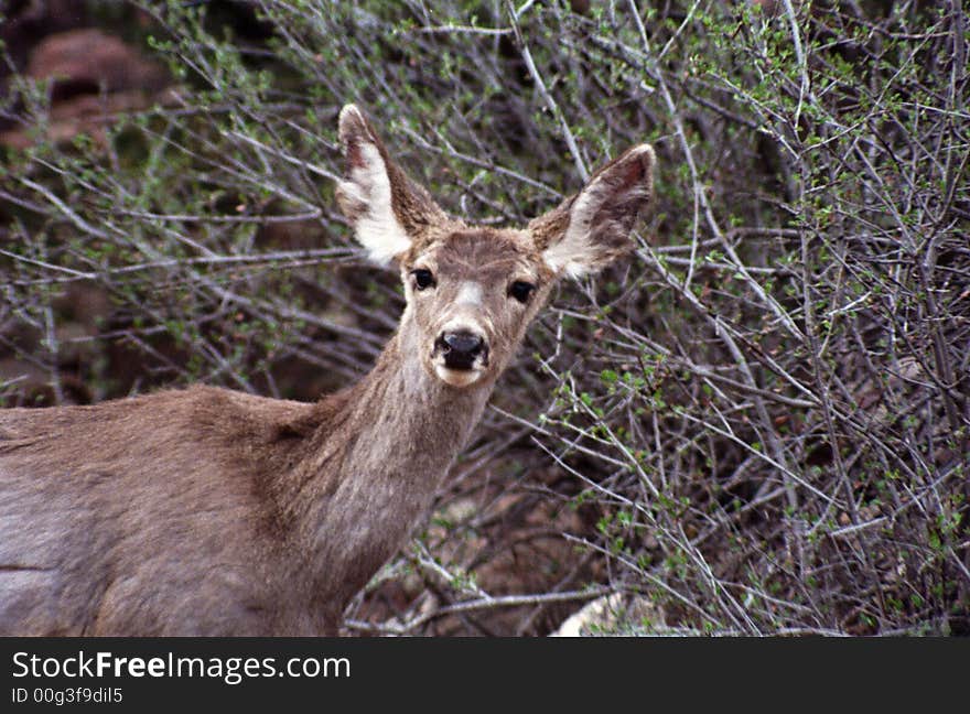 Close up of deer looking at me looking at him. Close up of deer looking at me looking at him