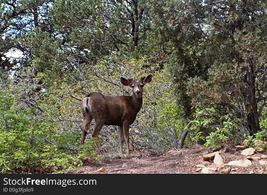 This deer actually waited until I got ready and then took his picture. This deer actually waited until I got ready and then took his picture