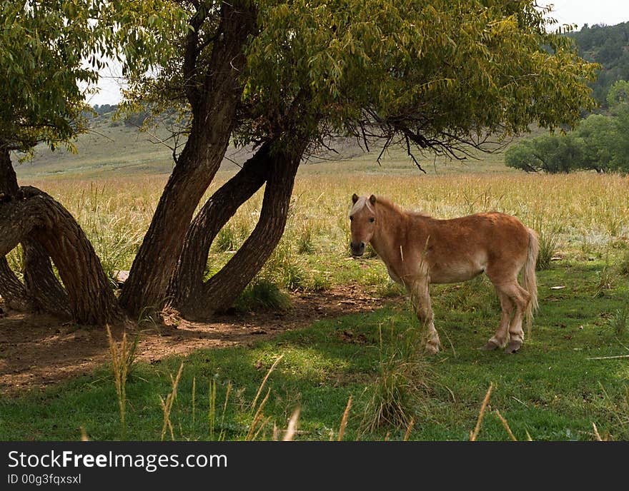 A pony standing next to a tree in colorado. A pony standing next to a tree in colorado