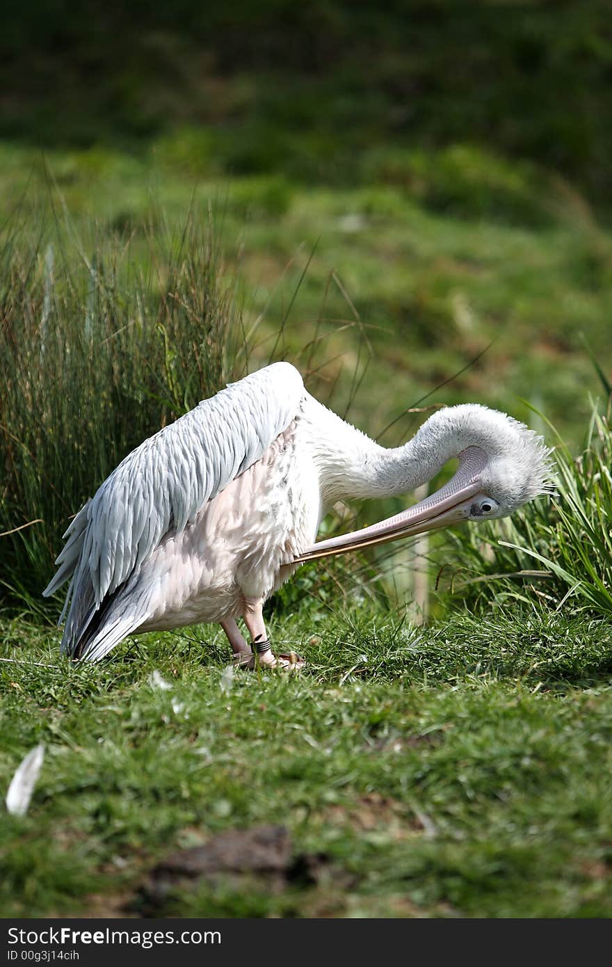 Pink backed pelican on grassland