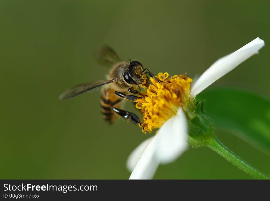 Tiny bee and flowers