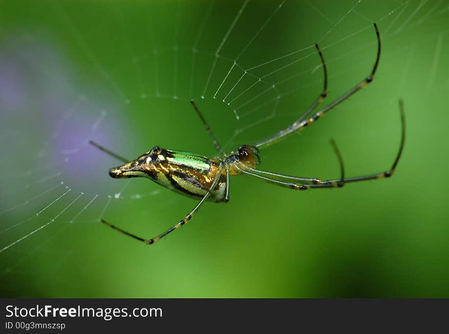 Spider and spider web in the gardens