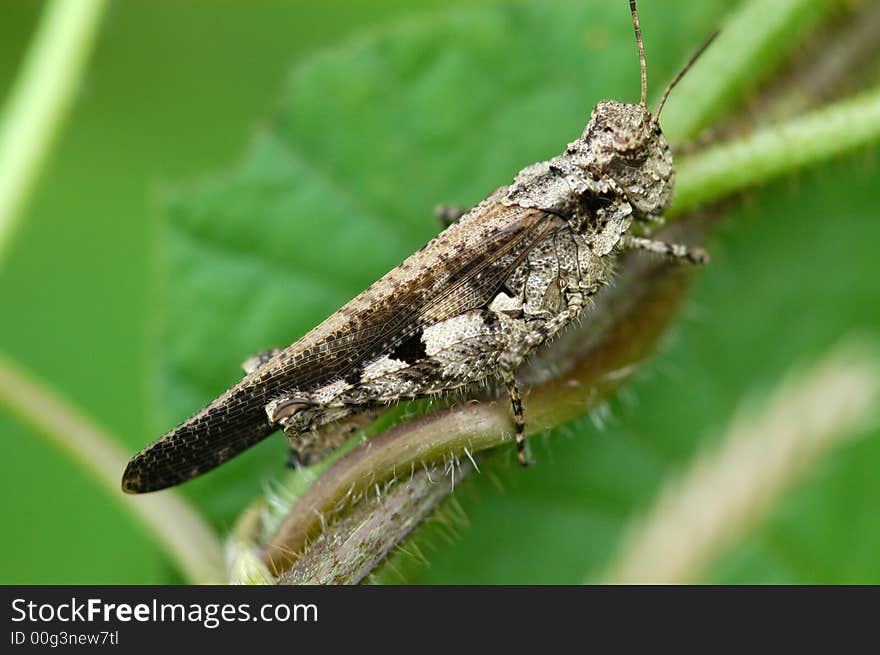 Tiny brown color grasshopper in the gardens