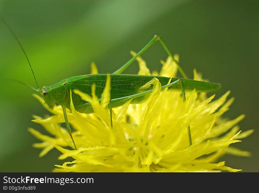 Tiny green color grasshopper