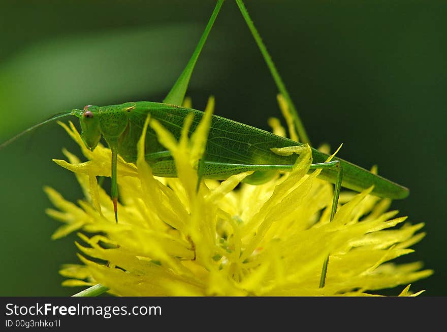 Tiny Green Color Grasshopper