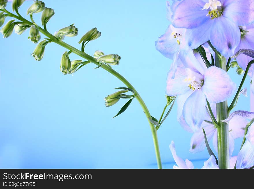 Blue flower-colorful romantic flower