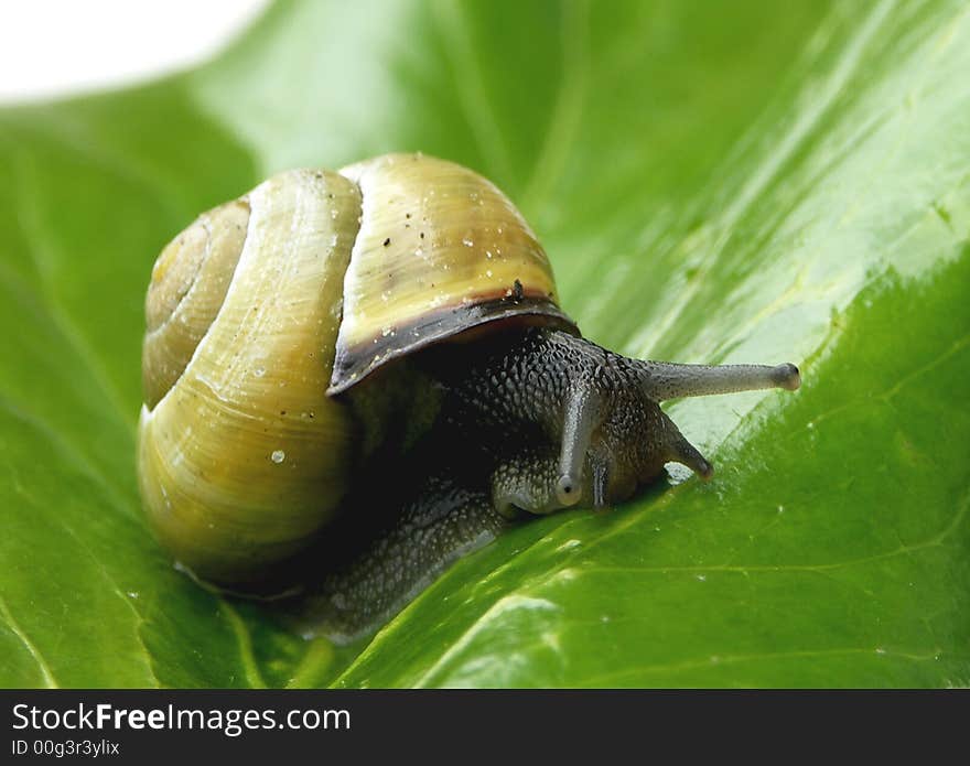 Snail on leaf close up. Snail on leaf close up.