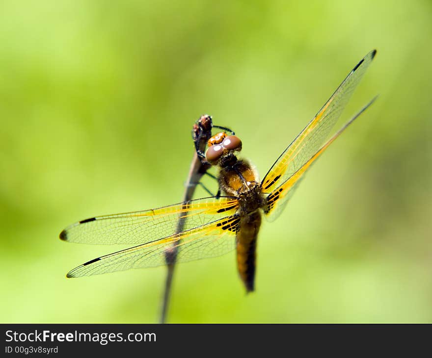 Close-up dragonfly on the branch