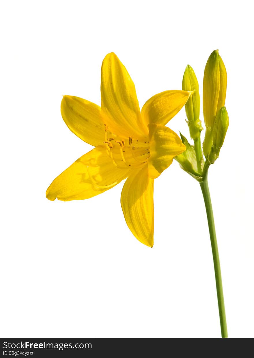 Yeloow lily isolated on white