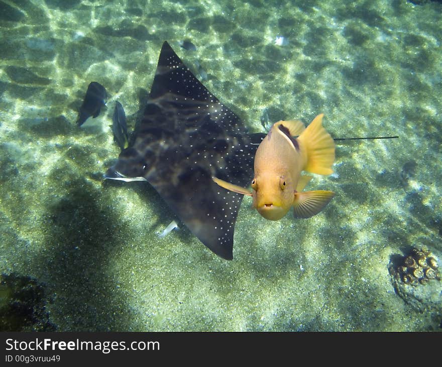 Black-blotched Rainbowfish (Halichoeres chloropterus) swimming over Spotted Eagle Ray. Black-blotched Rainbowfish (Halichoeres chloropterus) swimming over Spotted Eagle Ray.