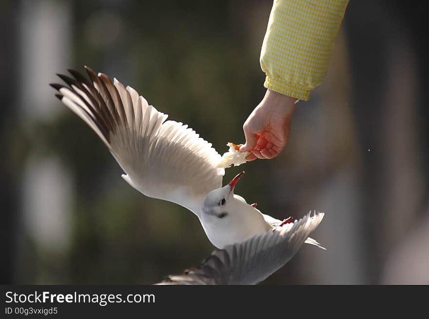 Feeding a seagull with bread. Feeding a seagull with bread