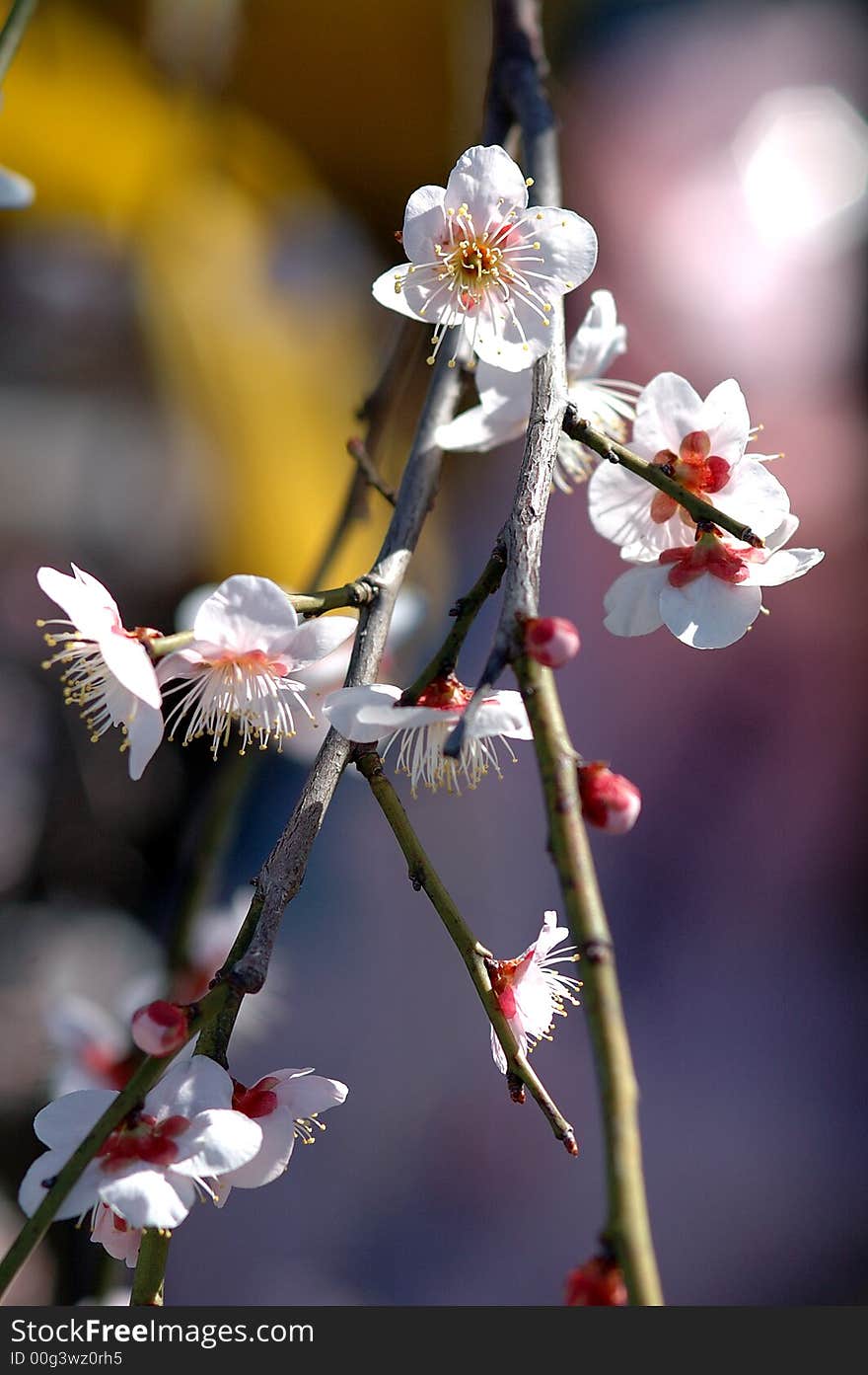 The Japanese plum or ume (sometimes referred to as Japanese apricot) has played an important role in Japanese culture for many centuries. It was originally introduced from China. 
The plum is associated with the start of spring, because plum blossoms are some of the first blossoms to open during the year. In the Tokyo area, they typically flower in February and March. The event is celebrated with plum festivals (ume matsuri) in public parks, shrines and temples across the country.