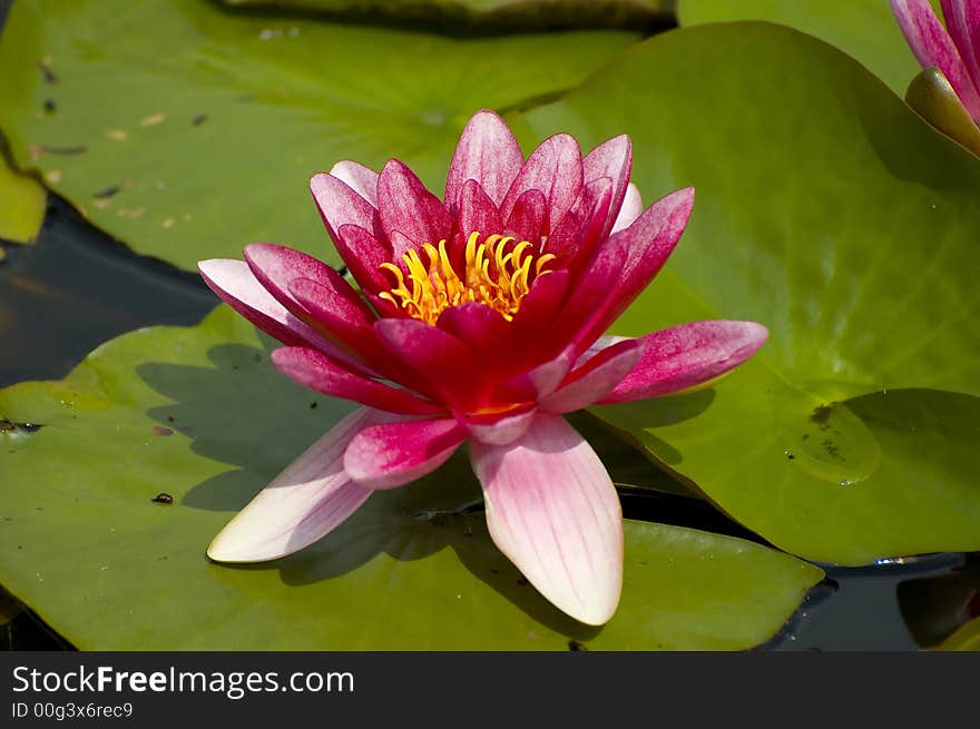 Pink exotic waterlilies blooming in pond. Pink exotic waterlilies blooming in pond