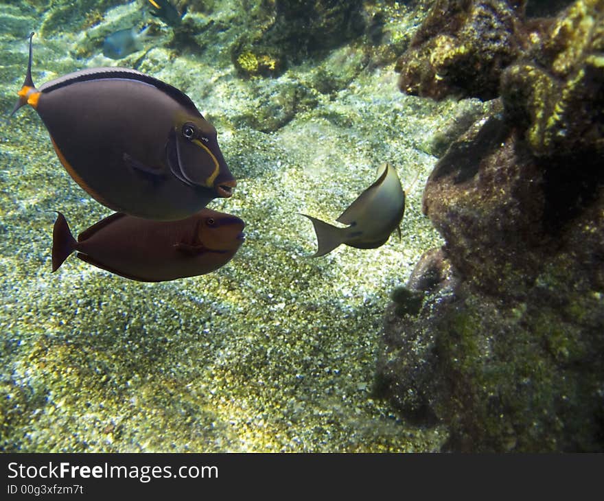 A school of Unicornfish (Naso brevirostris) swimming over coral reef. A school of Unicornfish (Naso brevirostris) swimming over coral reef.