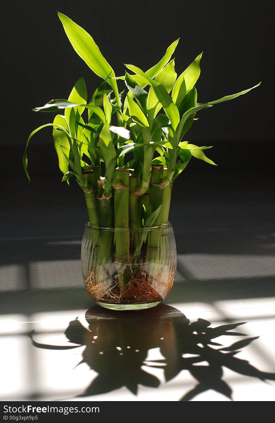 Green plants on the table