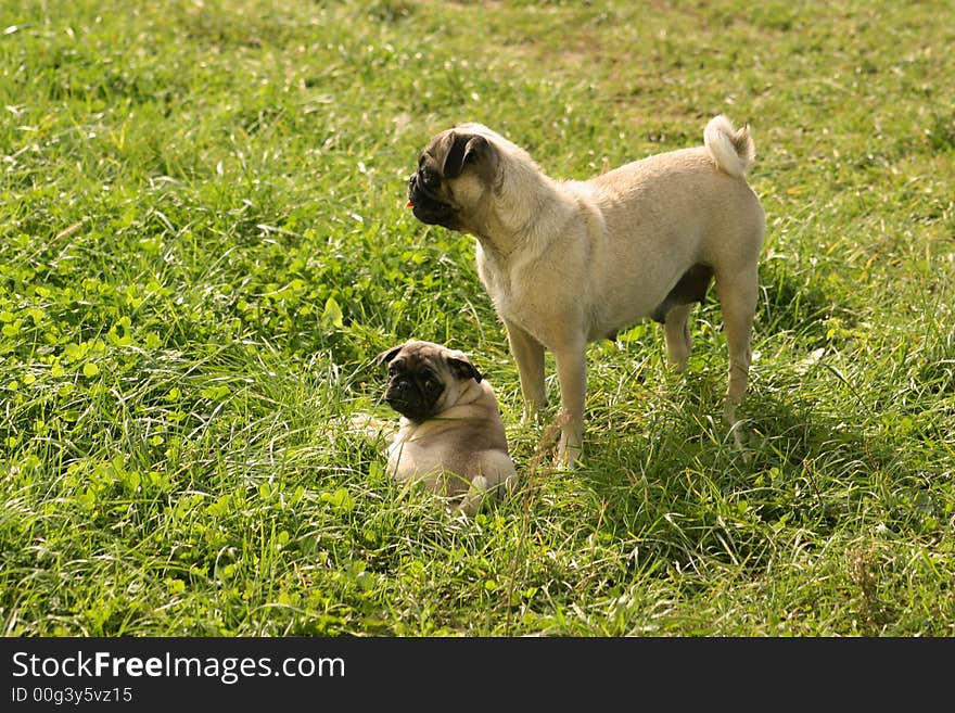 Carlin dogs just playing on the grass