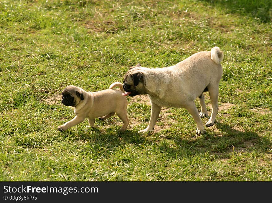 Carlin dogs just playing on the grass