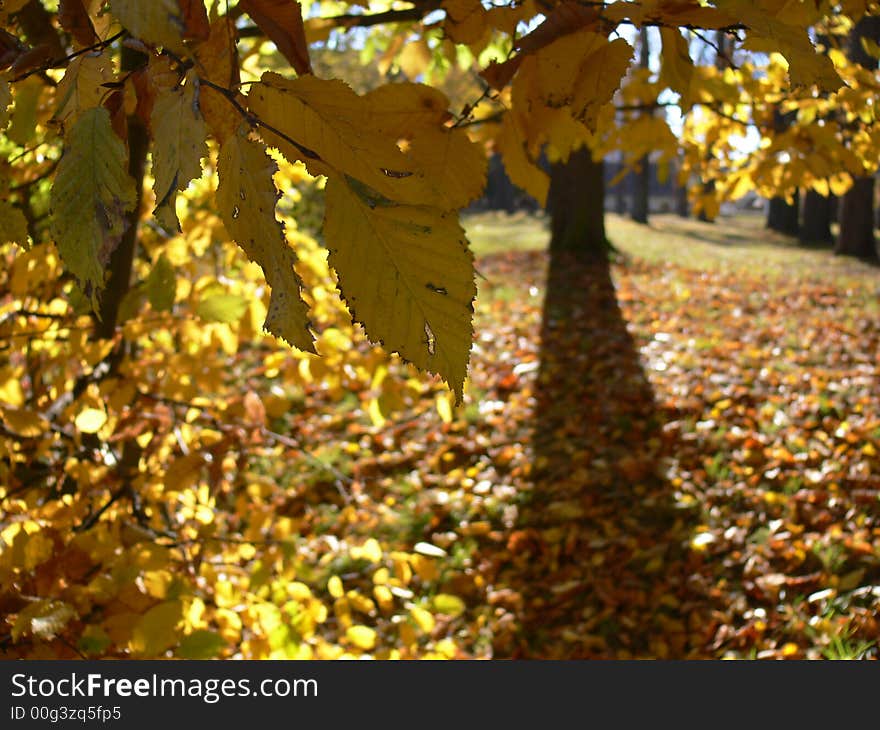 Colour leaves