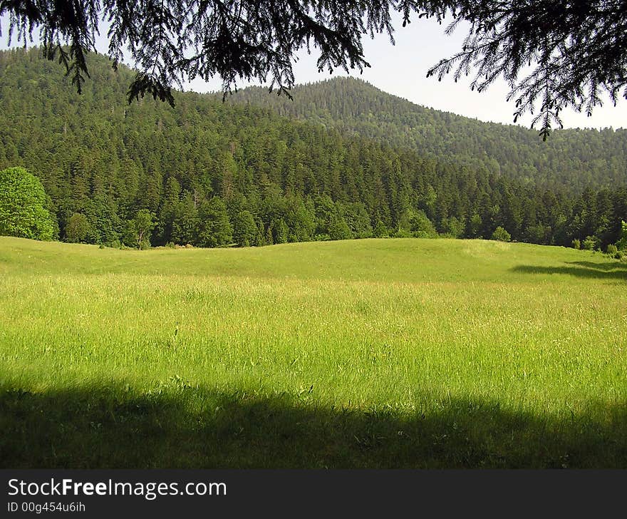 green meadow in the mountain