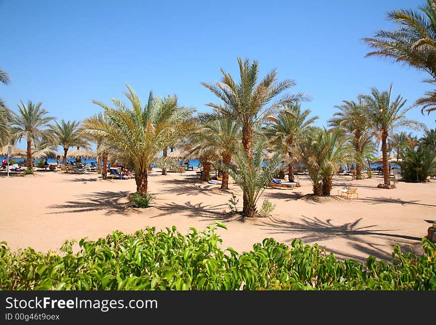 Palm sand beach in tropic