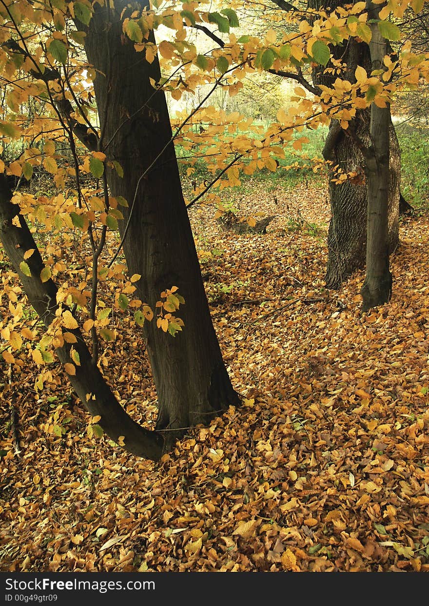 Trees in the forest