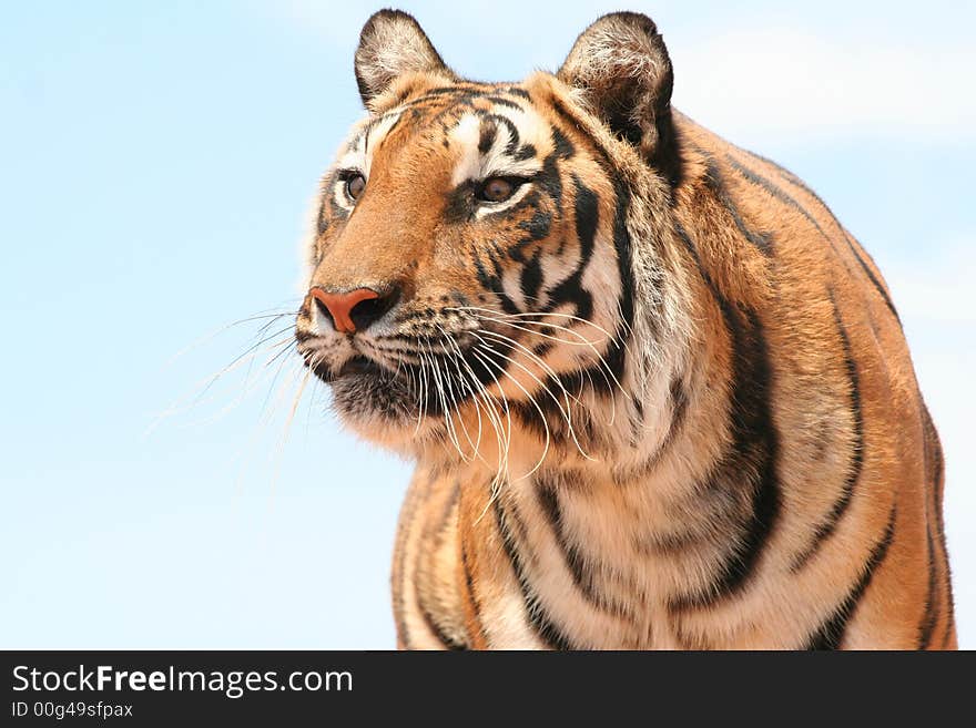 Beautiful tiger on alert watching her prey. Beautiful tiger on alert watching her prey