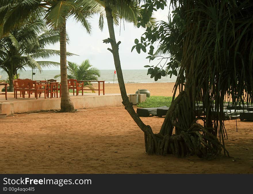 Tropical Beach With Palm Tree