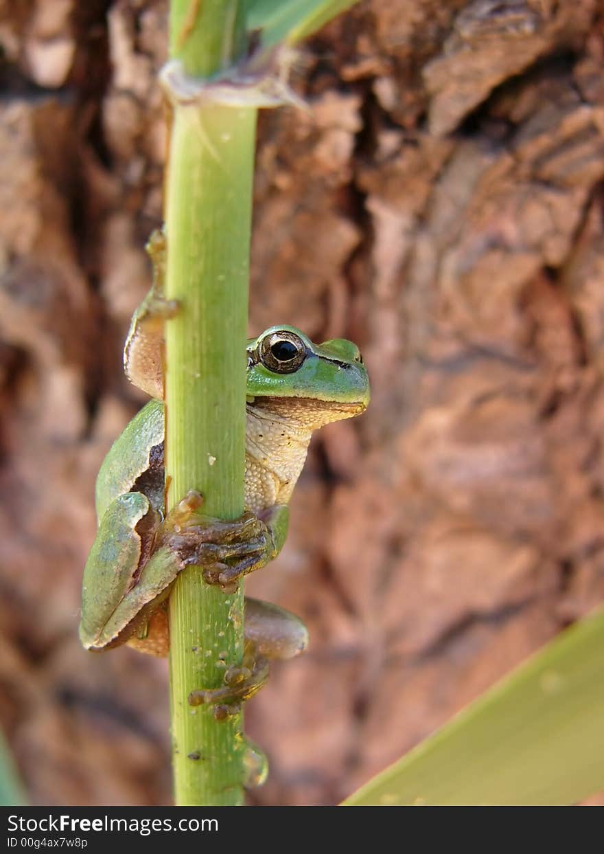 Tree Frog