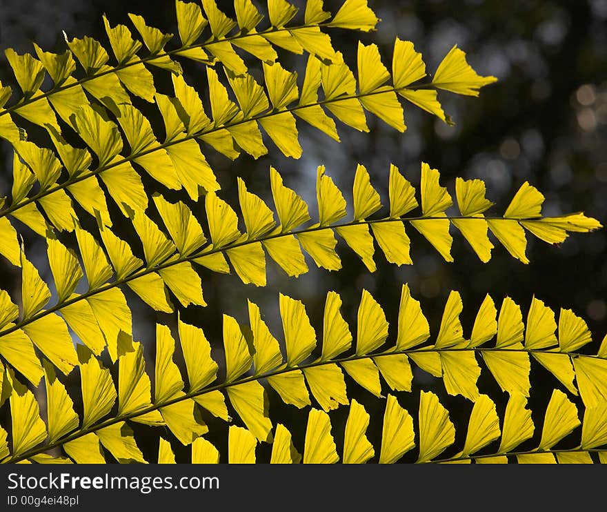 A close up photo of orange autumn leaves in semi-tropical climate area