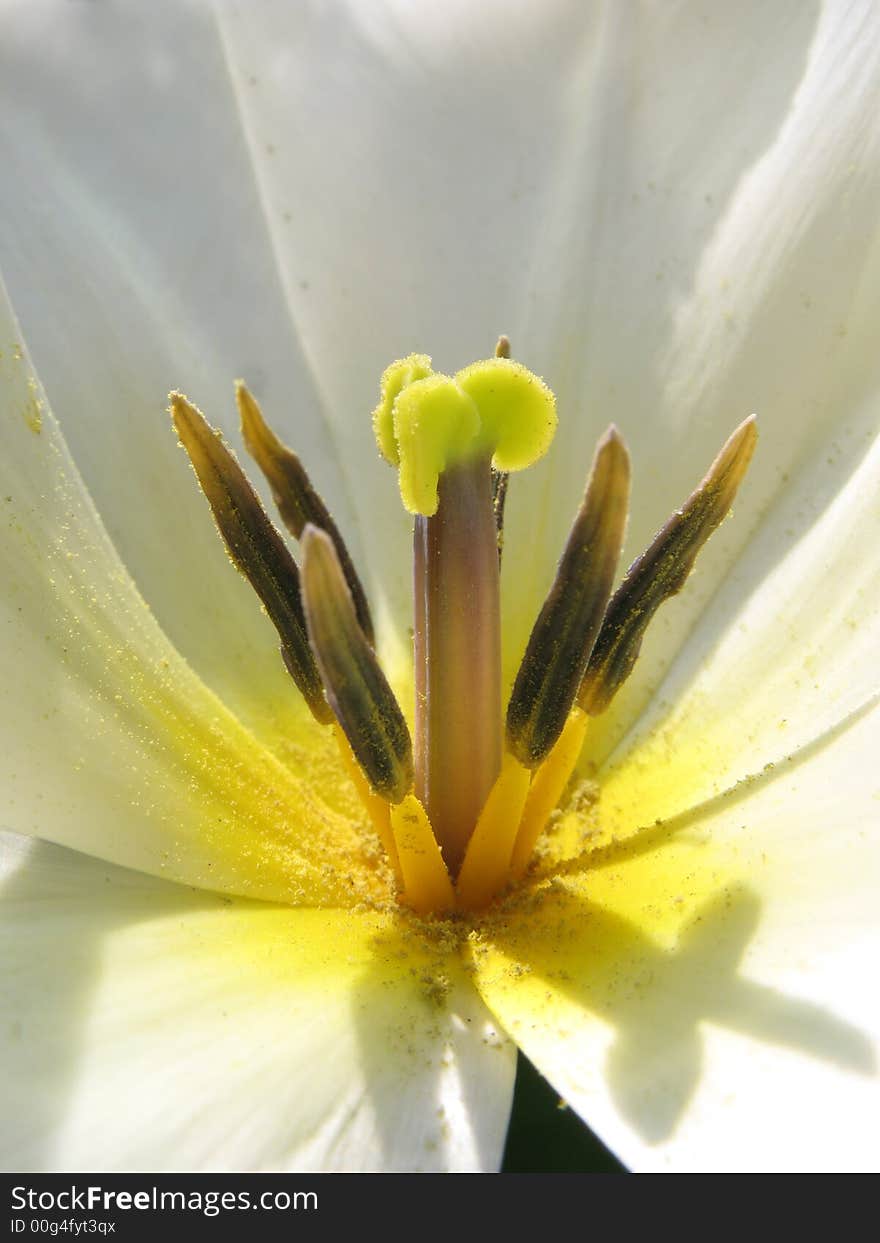 A close-up photo of traditional white and yellow tulips in springtime. A close-up photo of traditional white and yellow tulips in springtime