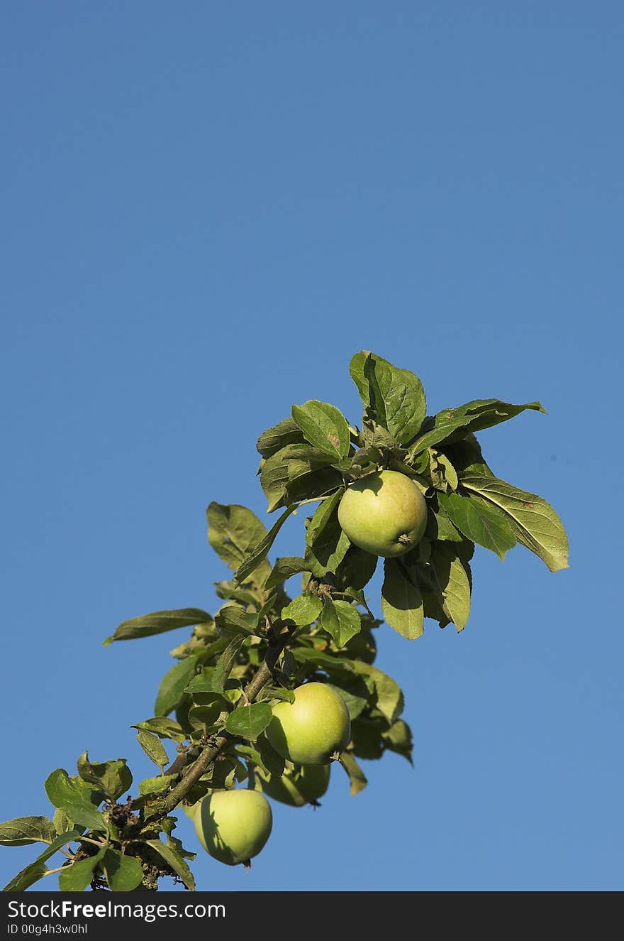 A photo of green nature with the blue sky as background