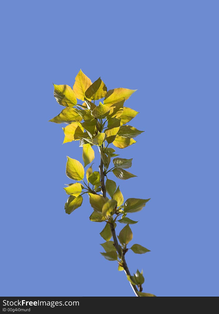 A photo of green nature with the blue sky as background. A photo of green nature with the blue sky as background