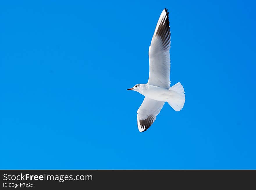 Seagull