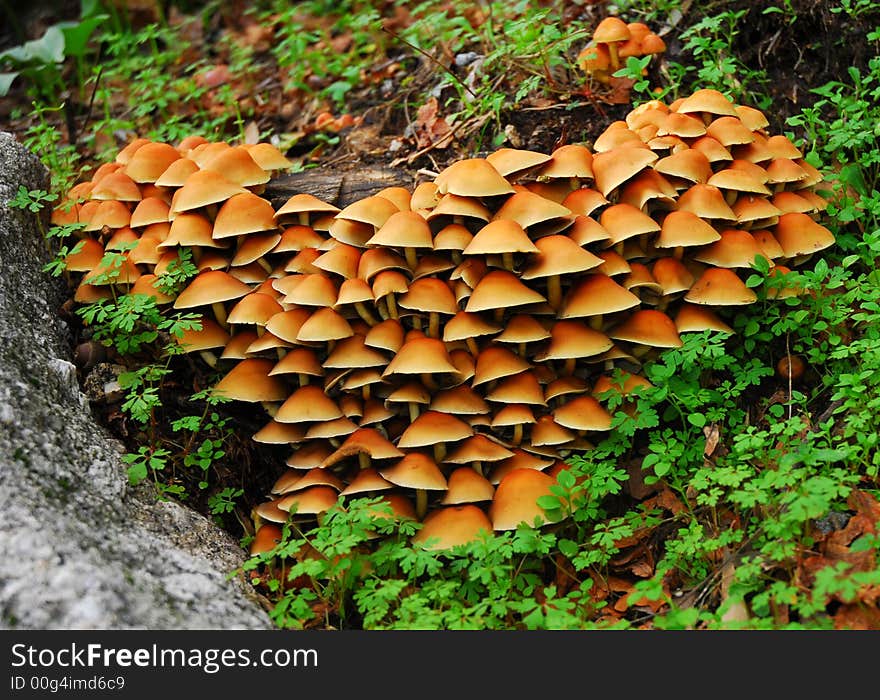 Beautiful Mushrooms in the Autumn .
Look like a favela of mushrooms