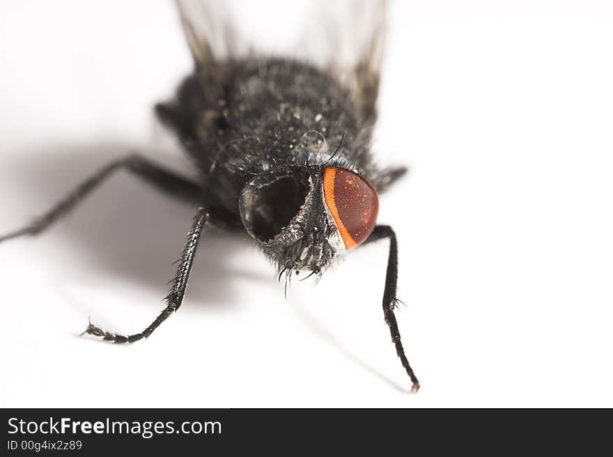 A macro photo of a one-eyed fly. A macro photo of a one-eyed fly