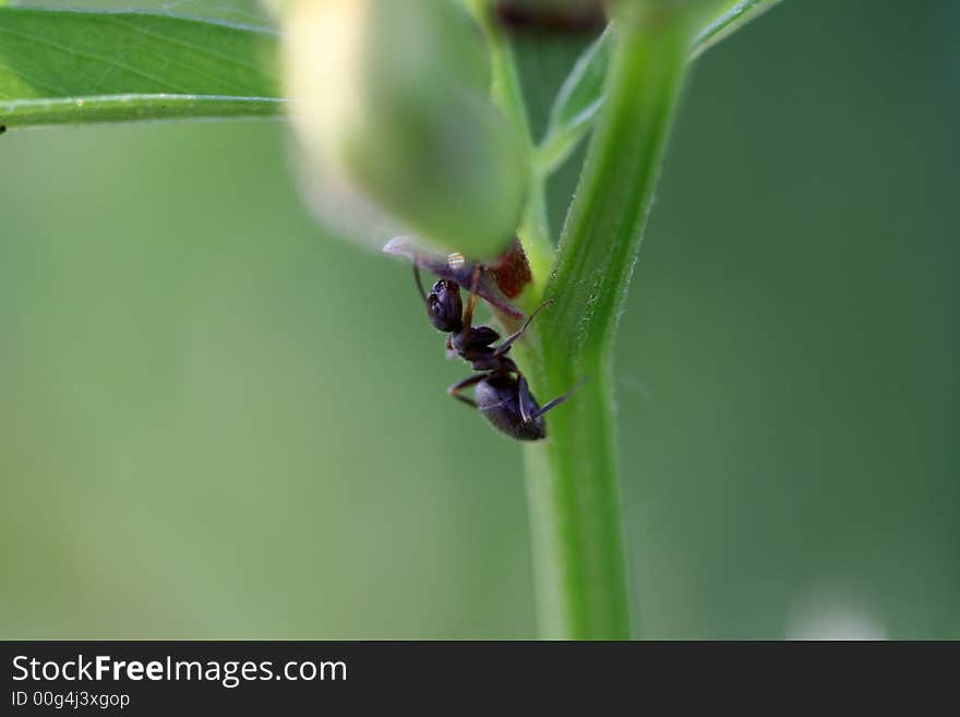 Photo about a little insect in the garden. Photo about a little insect in the garden.